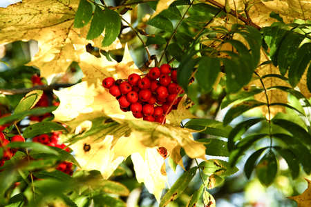 Bunch of Rowan on the background of maple leaves