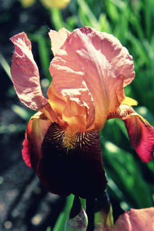 Orange and red Royal iris close upの写真素材