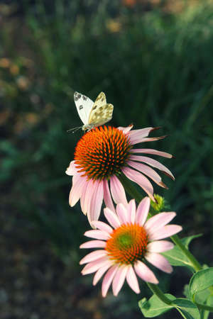 The cabbage butterfly sitting on pink with orange coneflowerの写真素材
