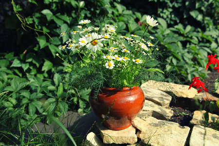 Bouquet of daisies in a pot on a stone slabの写真素材