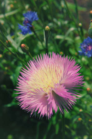 Beautiful pink aster flower, on green backgroundの写真素材