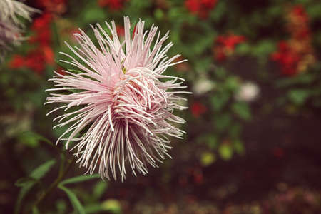 Beautiful pink aster flower, on green backgroundの写真素材