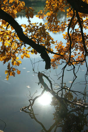The reflection of the evening sun in the autumn pondの写真素材