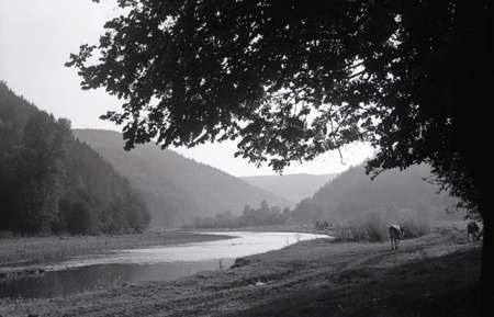 Cows walking along the shore of a narrow shallow riverの写真素材