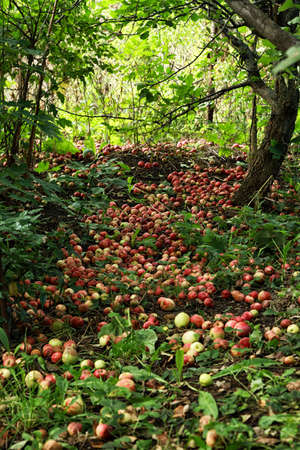 Many fallen ripe apples lying in the gardenの写真素材