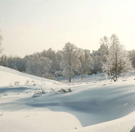 Winter hoary forest in deep snowat eveningの写真素材