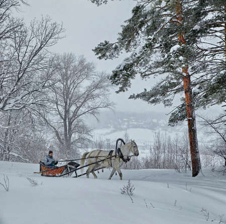 White horse in harness on the woodside in winterの写真素材