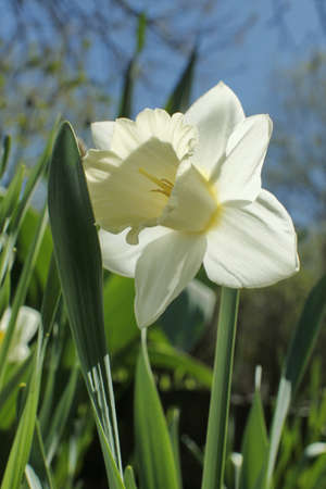 White narcissus jonquil flower close up outdoors with green grassの写真素材