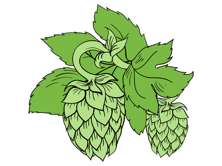 Green color vector illustration of hops with leavesのイラスト素材