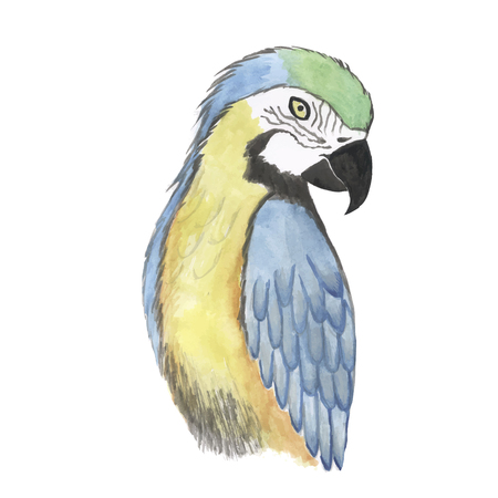 Watercolor parrot bird trace vector color illustrationのイラスト素材