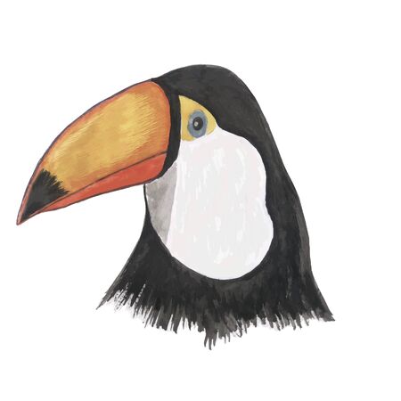 Toucan watercolor isolated bird vector trace ilustrationのイラスト素材