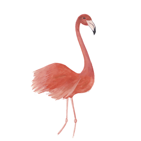 Flamingo watercolor isolated bird vector trace illustrationのイラスト素材