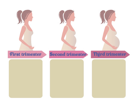 Pregnancy trimester infographic doodle hand drawn vector illustrationのイラスト素材