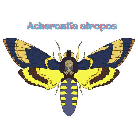 Butterfly Acherontia atropos cartoon doodle hand drawn vector illustrationのイラスト素材