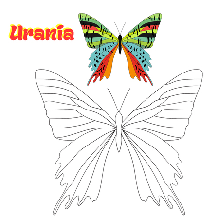 Educational game for children coloring book  butterfly cartoon doodle hand drawn vector illustrationのイラスト素材