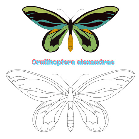 Educational game for children coloring book  butterfly cartoon doodle hand drawn vector illustrationのイラスト素材