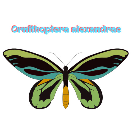 Butterfly Ornithoptera alexandrae cartoon doodle hand drawn vector illustrationのイラスト素材