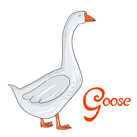 Bird goose cartoon doodle hand drawn vector illustrationのイラスト素材