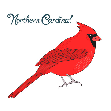 Bird northern cardinal cartoon doodle hand drawn vector illustrationのイラスト素材