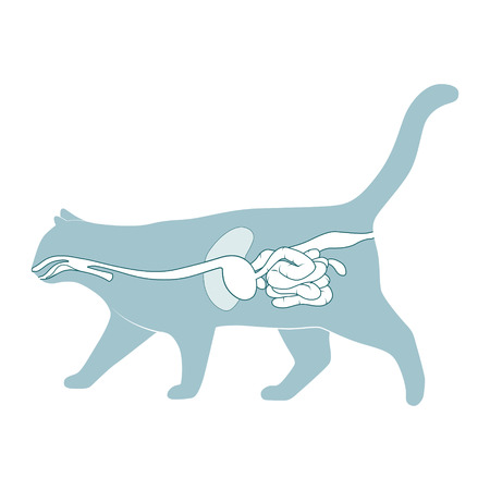 Digestive system of the cat medical veterinary vector illustrationのイラスト素材