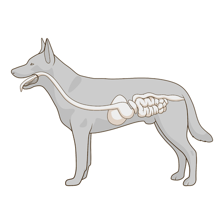 Digestive system of the dog medical veterinary vector illustrationのイラスト素材