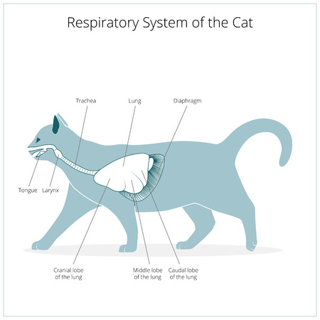 Respiratory system of the cat medical veterinary science educational vector illustrationのイラスト素材