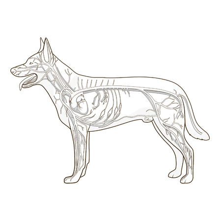 Vascular system of the dog medical veterinary science educational vector illustrationのイラスト素材