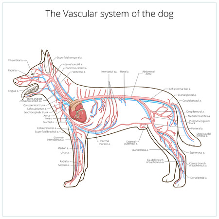 Vascular system of the dog medical veterinary science educational vector illustrationのイラスト素材