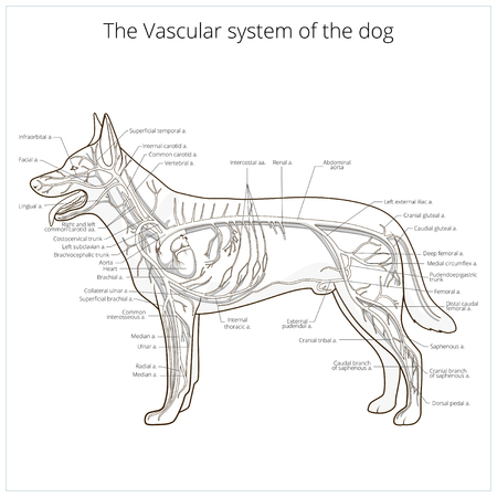 Vascular system of the dog medical veterinary science educational vector illustrationのイラスト素材