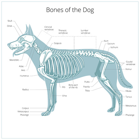 Dog skeleton veterinary vector illustration, dog osteology, bonesのイラスト素材