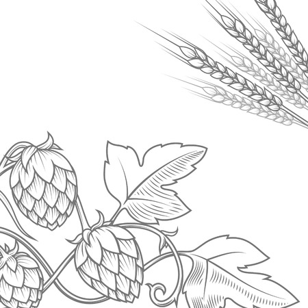 Stylish hop branch hand drawn vector illustrationのイラスト素材