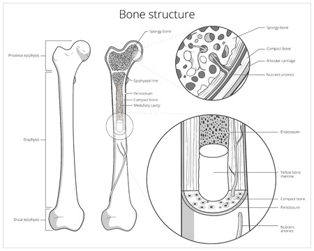 Bone structure medical educational science vector illustration. Bone anatomyのイラスト素材