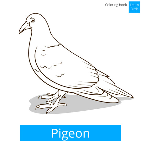 Pigeon learn birds educational game vector illustrationのイラスト素材