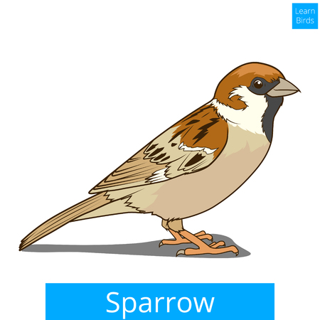 Sparrow  learn birds educational game vector illustrationのイラスト素材