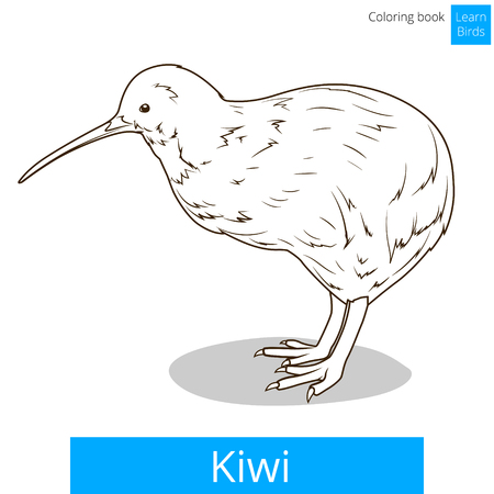 Kiwi learn birds educational game coloring book illustrationのイラスト素材