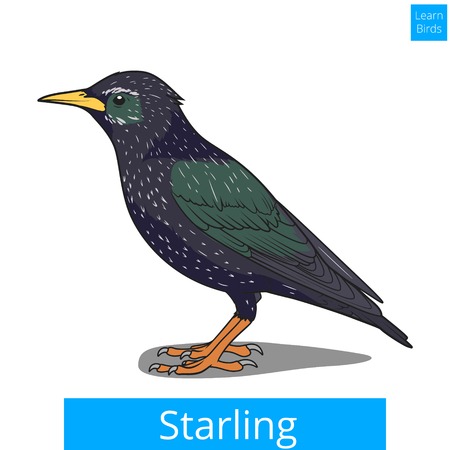 Starling learn birds educational game vector illustrationのイラスト素材