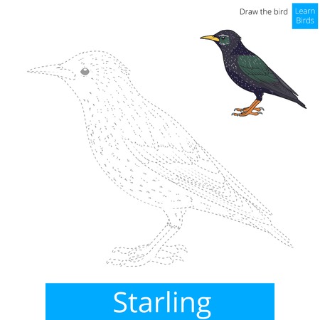 Starling learn birds educational game learn to draw vector illustrationのイラスト素材