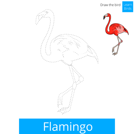 Flamingo learn birds educational game learn to draw vector illustrationのイラスト素材