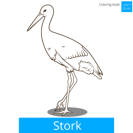 Stork learn birds educational game coloring book  illustrationの写真素材
