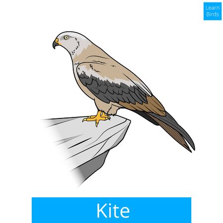 Kite bird learn birds educational game illustrationのイラスト素材