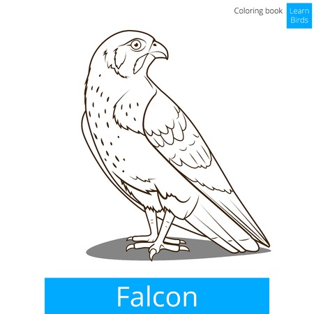 Falcon bird learn birds educational game coloring book illustrationのイラスト素材