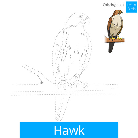 Hawk bird learn birds educational game coloring book vector illustrationのイラスト素材