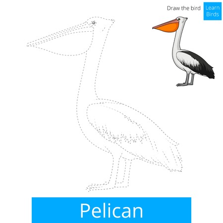 Pelican bird learn birds educational game coloring book vector illustrationのイラスト素材