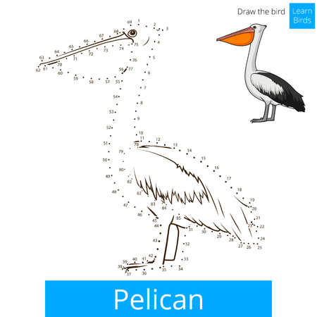 Pelican bird learn birds educational game coloring book vector illustrationのイラスト素材