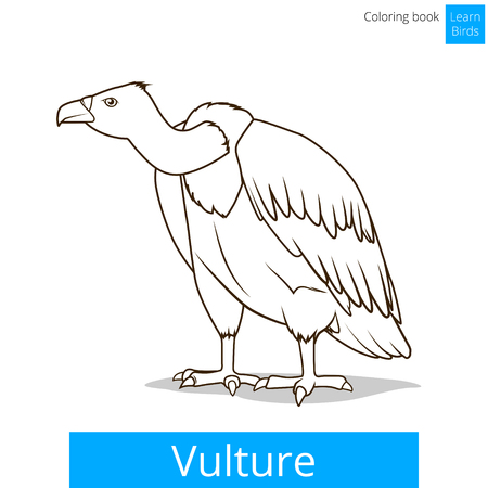 Vulture bird learn birds educational game coloring book vector illustrationのイラスト素材