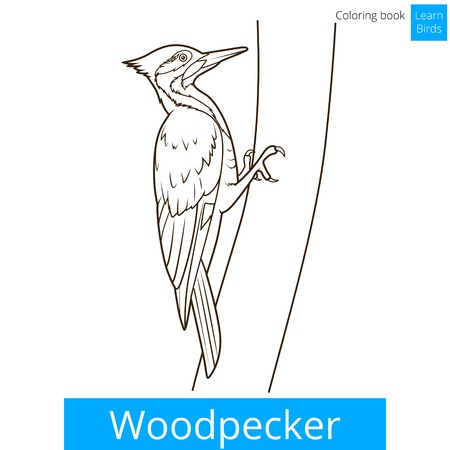 Woodpecker bird learn birds educational game coloring book vector illustrationのイラスト素材