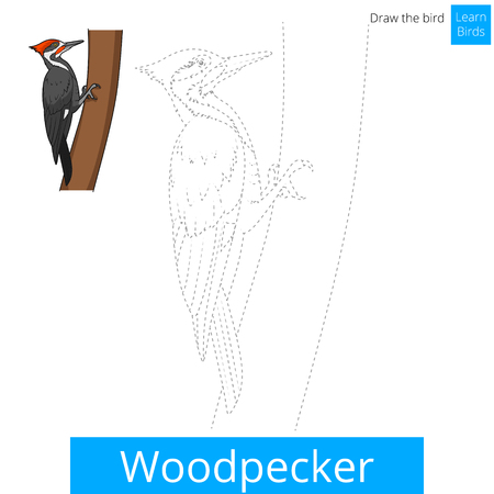 Woodpecker learn birds educational game learn to draw vector illustrationのイラスト素材