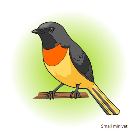 Small minivet bird learn birds educational game vector illustrationのイラスト素材