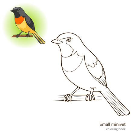 Small minivet bird learn birds educational game coloring book vector illustrationのイラスト素材