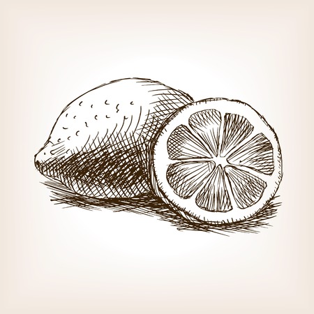 Lemon fruit sketch style illustration. Old engraving imitation. Lemon fruit hand drawn sketch imitationのイラスト素材